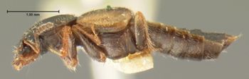Media type: image;   Entomology 6537 Aspect: habitus lateral view
